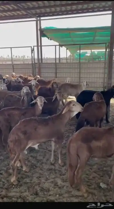 غنم سواكني مرابي كلها تضحي 2