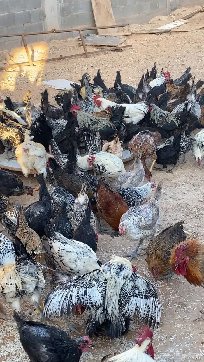 ديوك عربي وفيومي للبيع العمر من 8شهور. الى سنه وشهرين 1