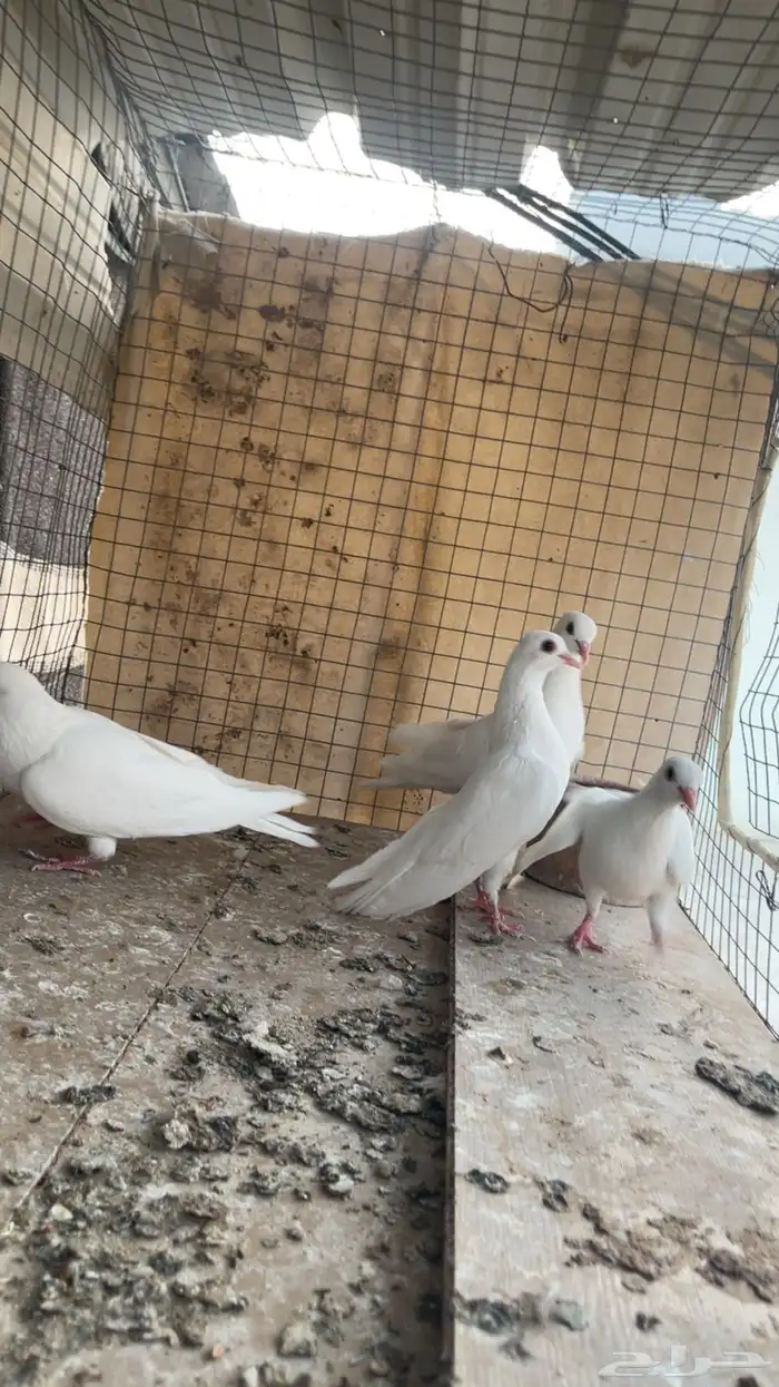 جوز صنعاني 0