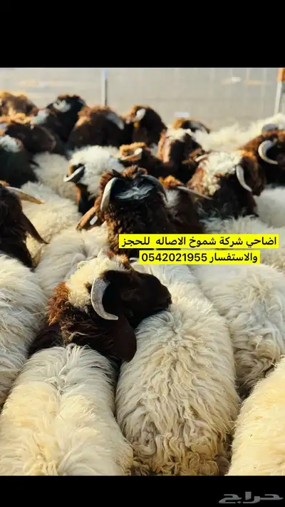 اضاحي ذبح وسلخ وتقطيع العيد تبوك 10