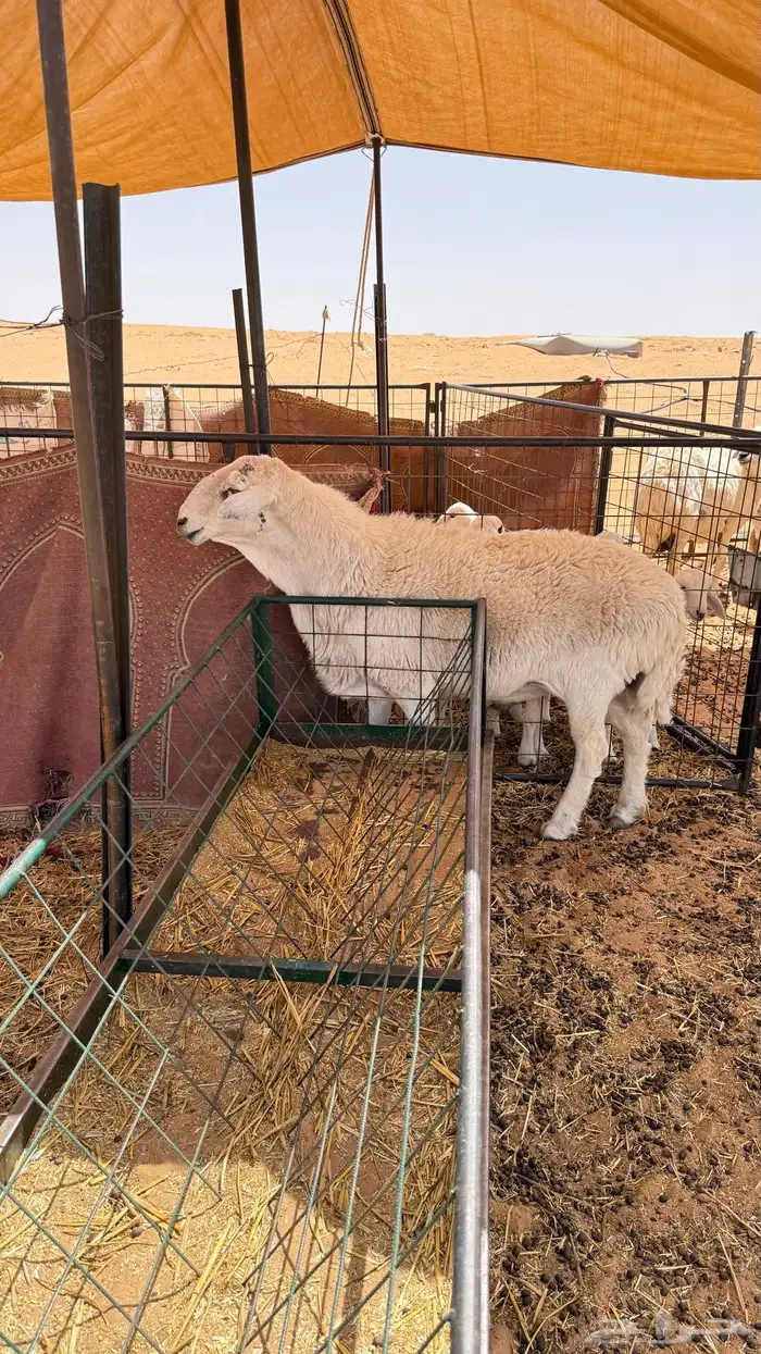 فحل حري طيب صنف منتج وإنتاجه طيب للبيع 1