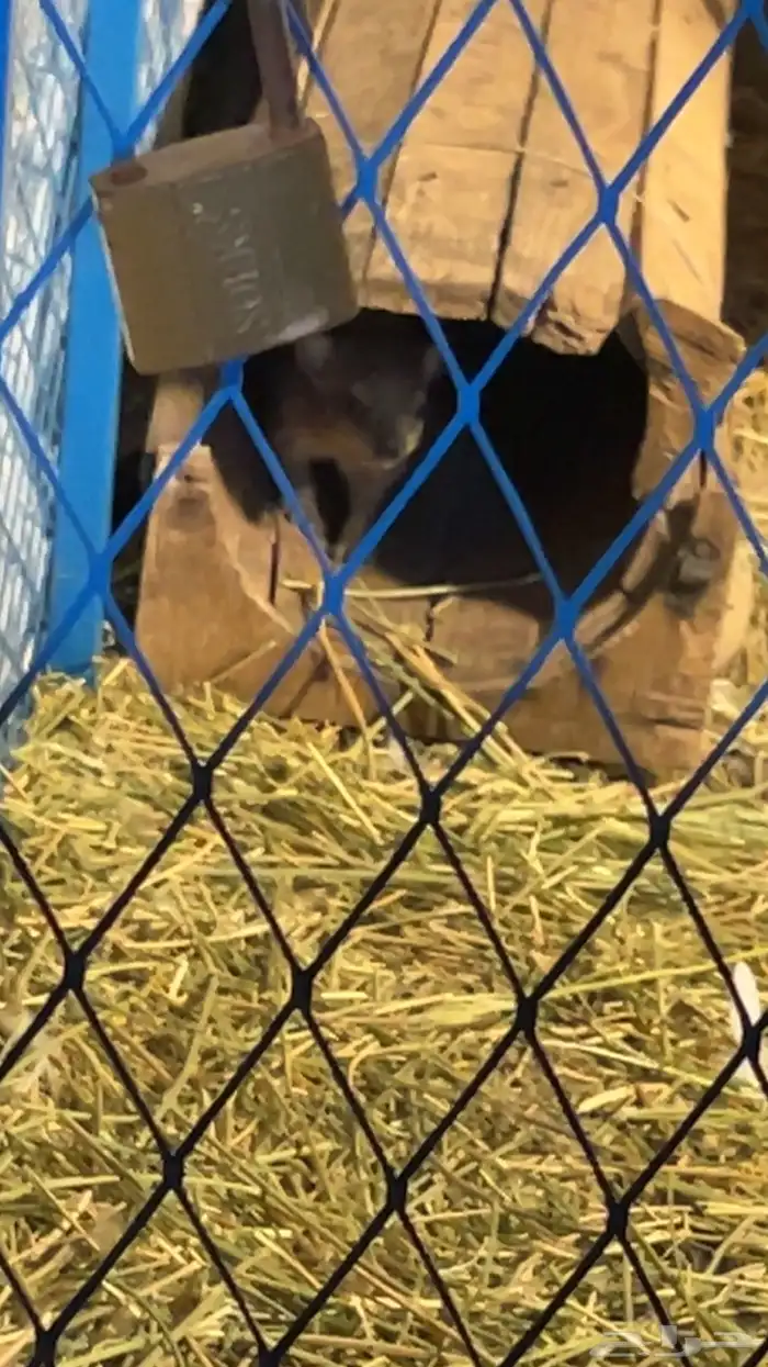 جوز جنوبي مواليد 1