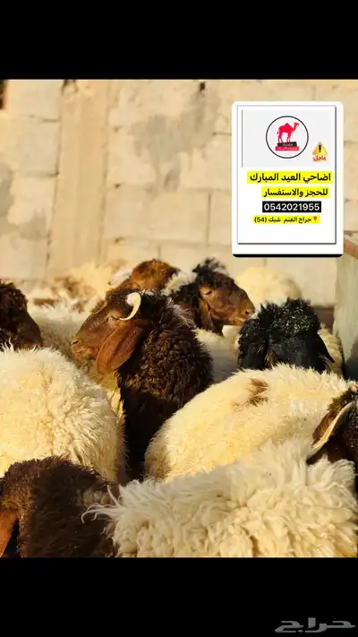اضاحي ذبح وسلخ وتقطيع العيد تبوك 5