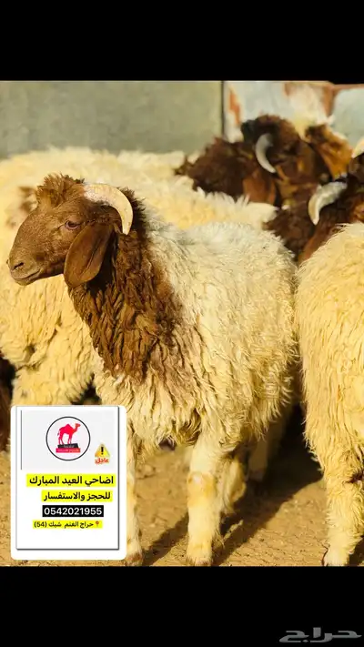 اضاحي ذبح وسلخ وتقطيع العيد تبوك 6