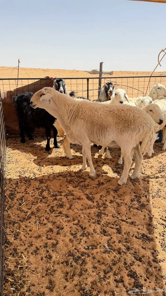 فحل حري طيب صنف منتج وإنتاجه طيب للبيع 0