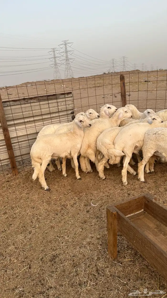 طليان اضاحي حرية ( تم البيع ) 0