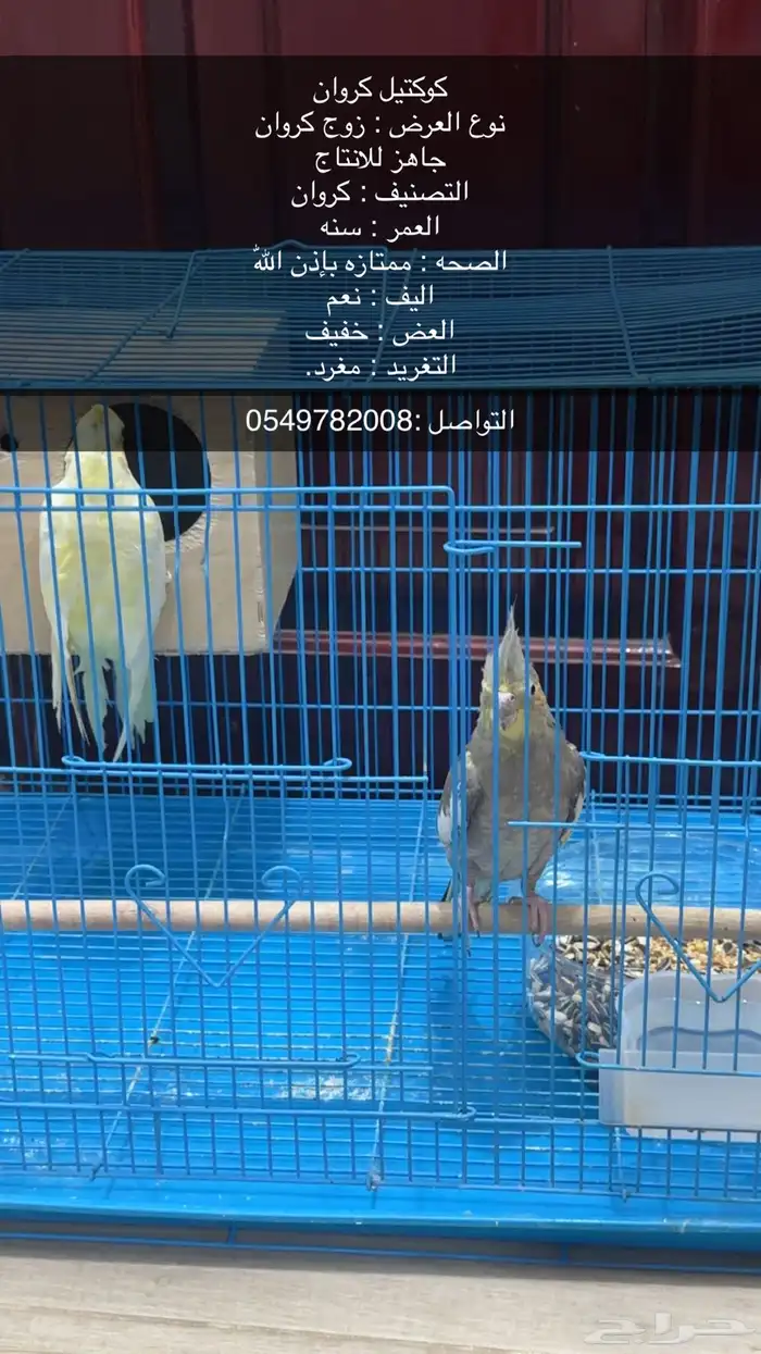 كوكتيل كروان طيور 0
