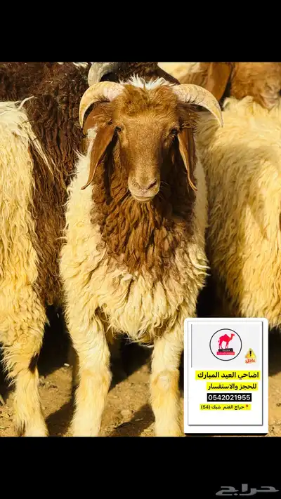 اضاحي ذبح وسلخ وتقطيع العيد تبوك 4