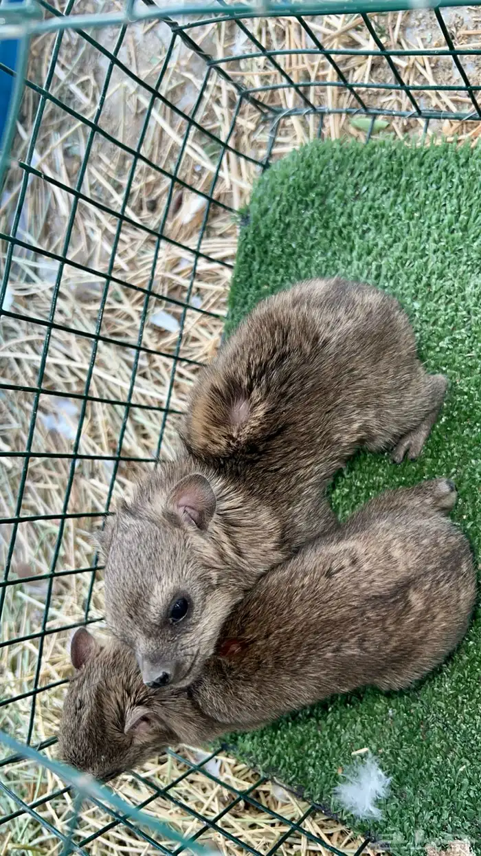 جوز جنوبي مواليد 3