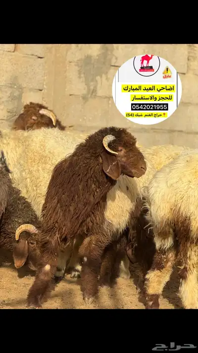 اضاحي ذبح وسلخ وتقطيع العيد تبوك 7
