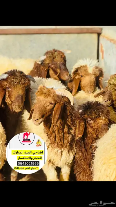 اضاحي ذبح وسلخ وتقطيع العيد تبوك 2
