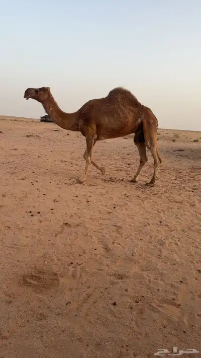 للبيع الناقه الخفوت 3
