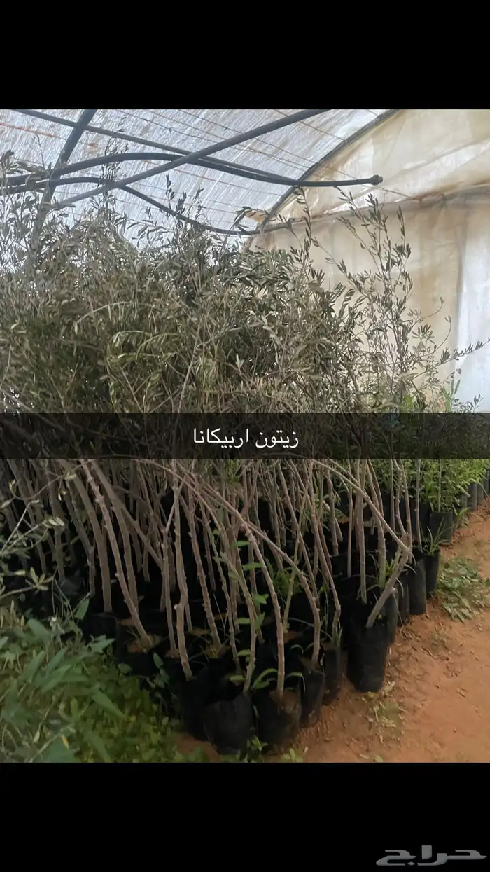 اشجار زيتون. مثمرة 14