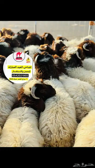 اضاحي ذبح وسلخ وتقطيع العيد تبوك 8