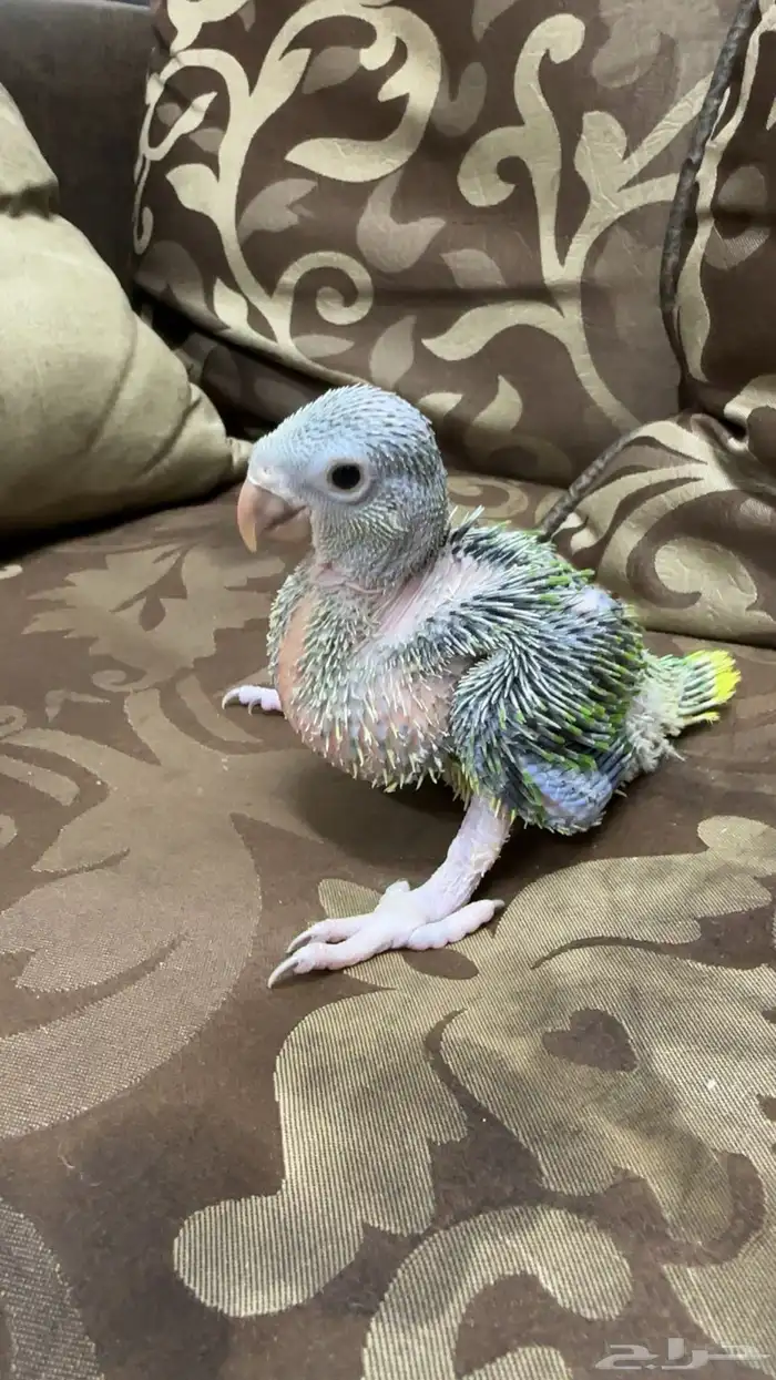 فرخ درة هولندي 0