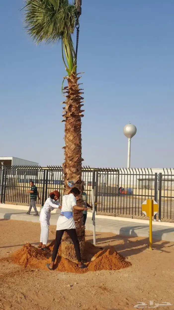 منسق حدائق تبوك 1