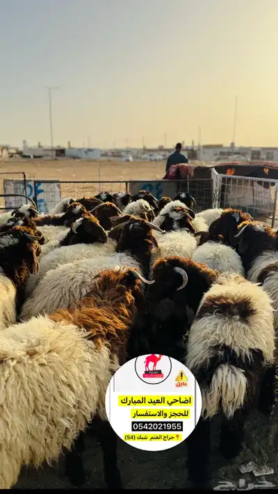 اضاحي ذبح وسلخ وتقطيع العيد تبوك 9
