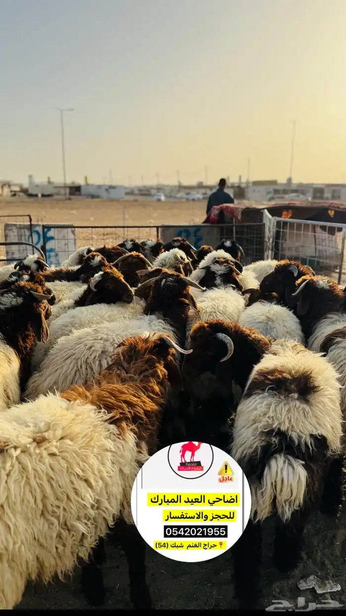 اضاحي ذبح وسلخ وتقطيع العيد تبوك 9