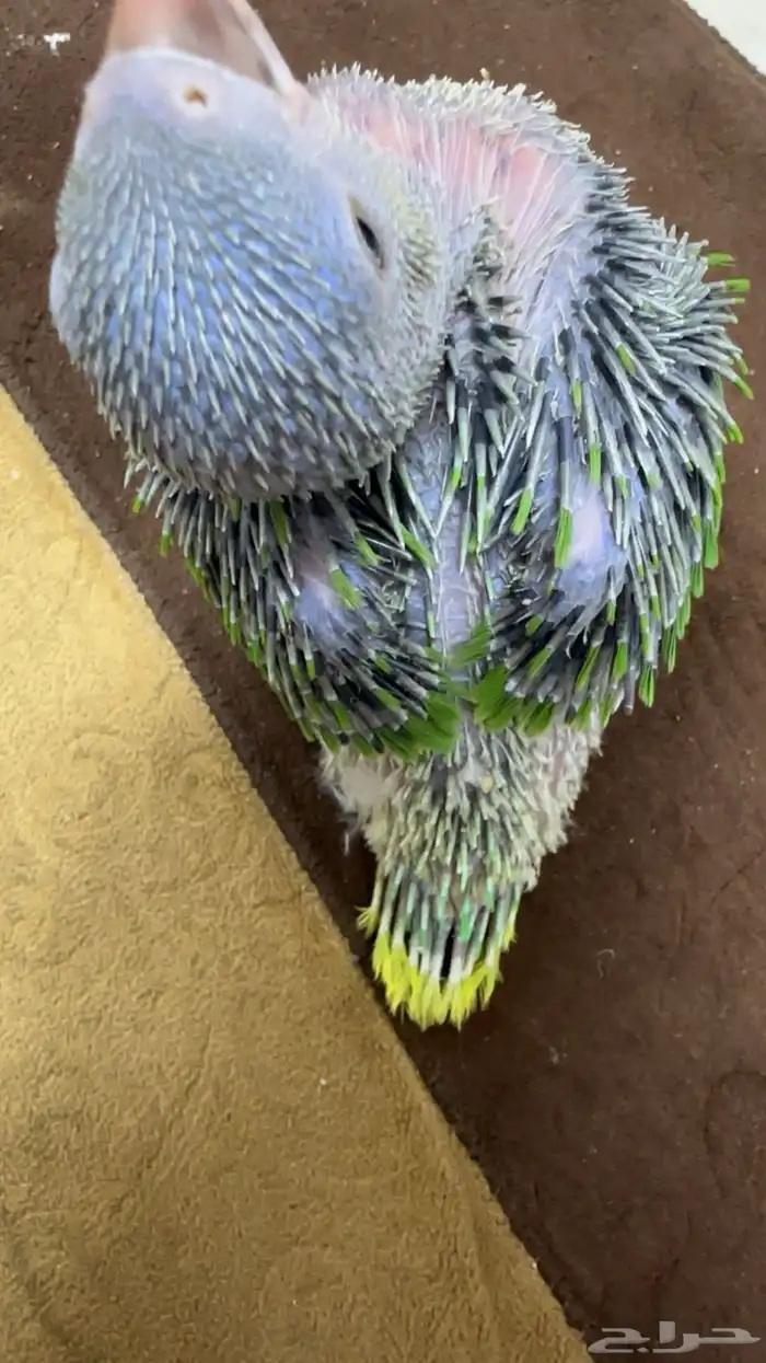 فرخ درة هولندي 2