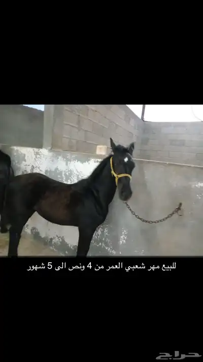 للبيع مهر شعبي 3
