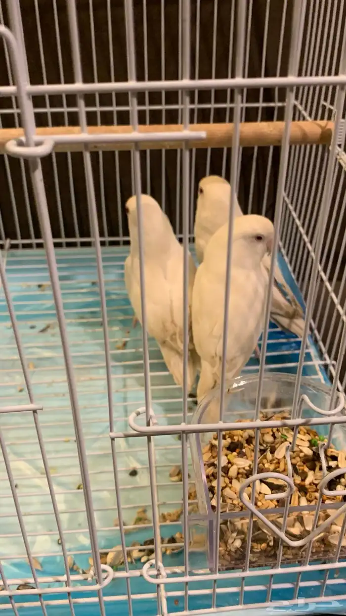روز البينوا للبيع 0