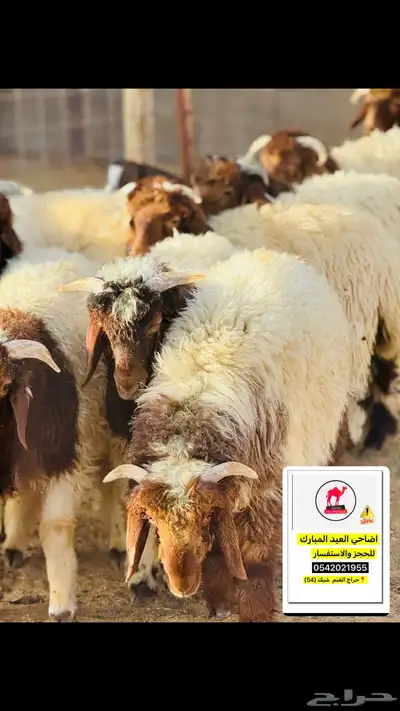 اضاحي ذبح وسلخ وتقطيع العيد تبوك 3