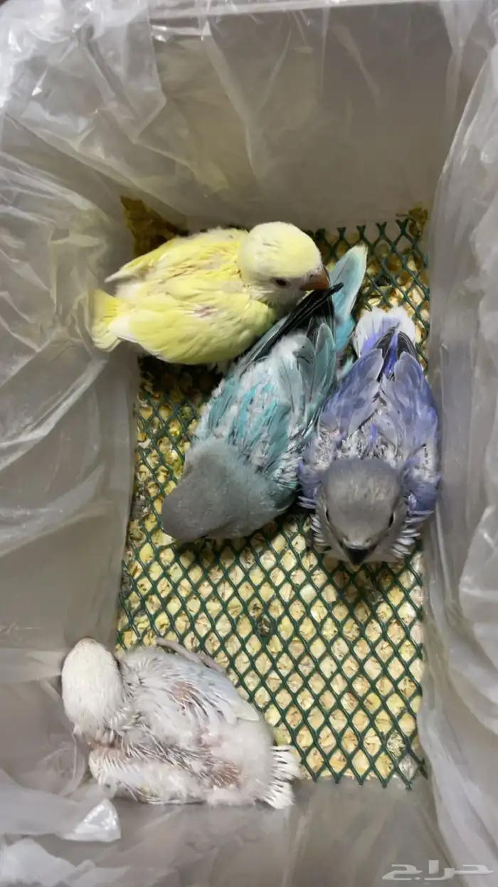 فروخ روز غر(تم البيع) 0