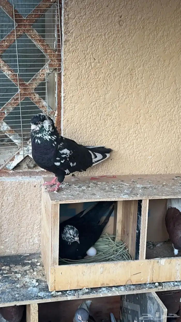 جوز قطايف خرش تم البيع 0