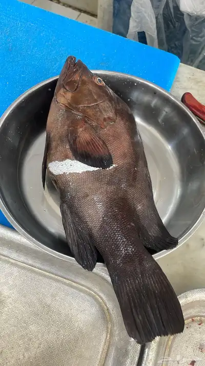 بيع وشحن سمك لجميع مناطق المملكة 0