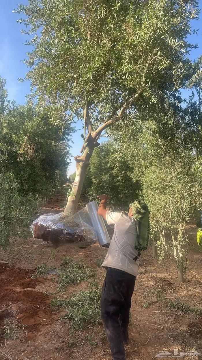 اشجار زيتون. مثمرة 22