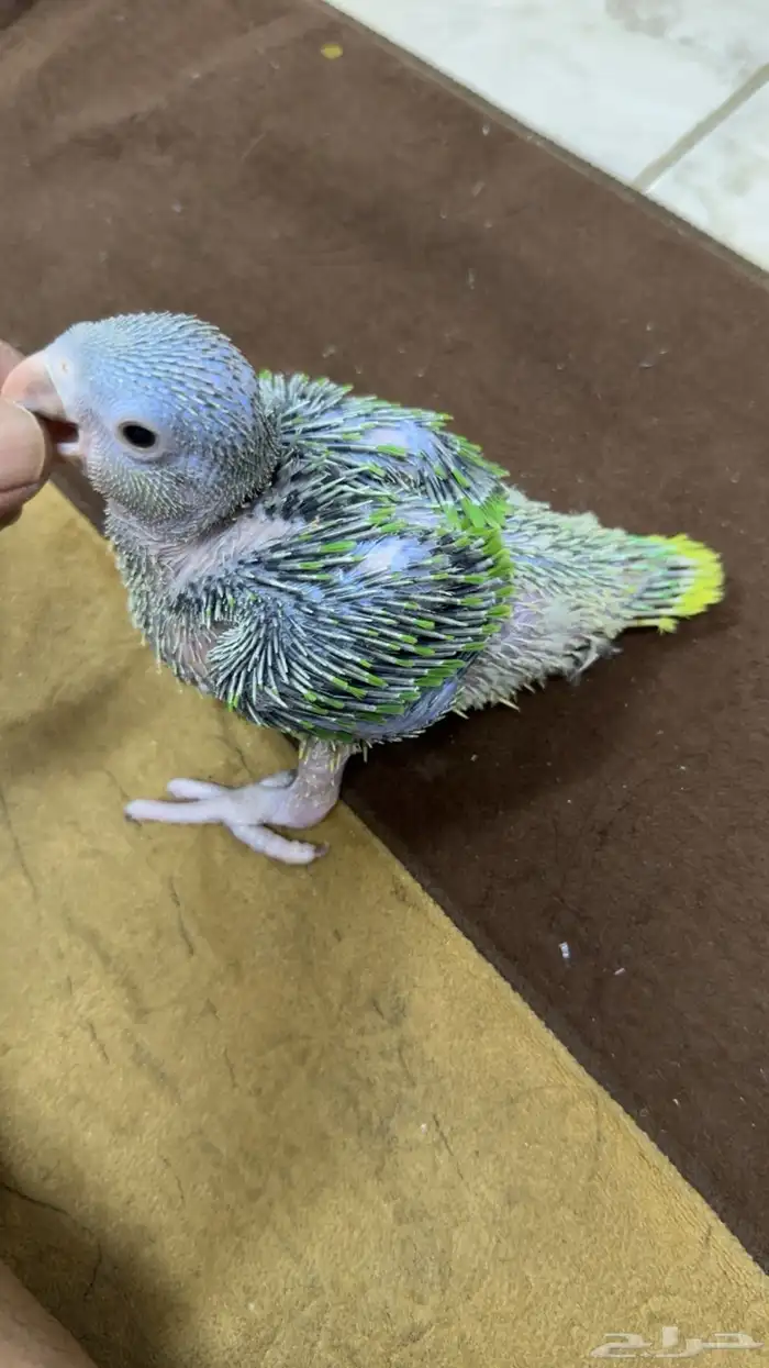 فرخ درة هولندي 1