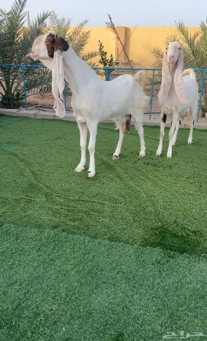 معزاء مشاريك نوادر صنف خصم تم البيع 1
