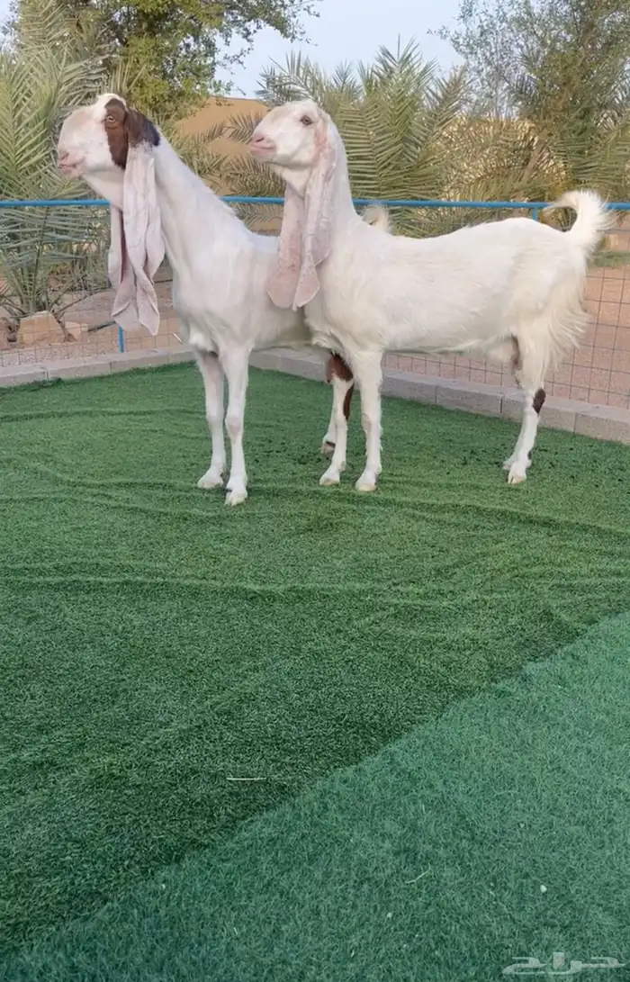 معزاء مشاريك نوادر صنف خصم تم البيع 0