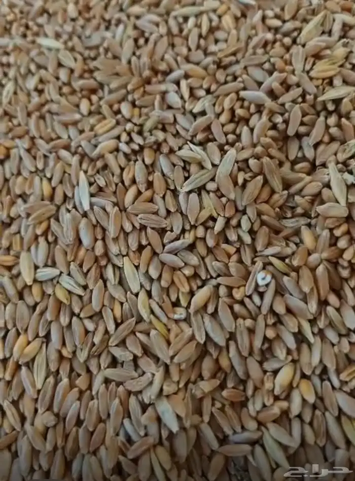 بر تنومة قياضي وعضوي على الشرط 10