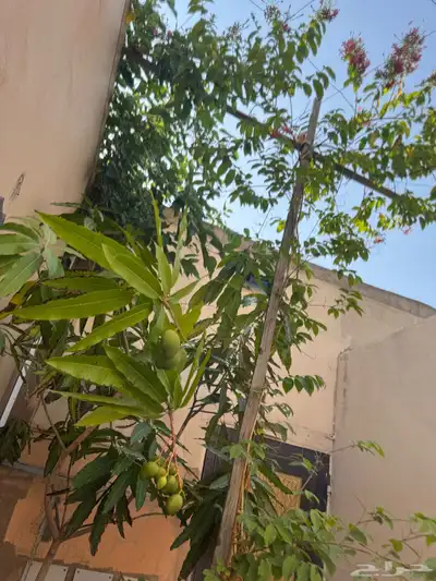 منتجع للايجار 28