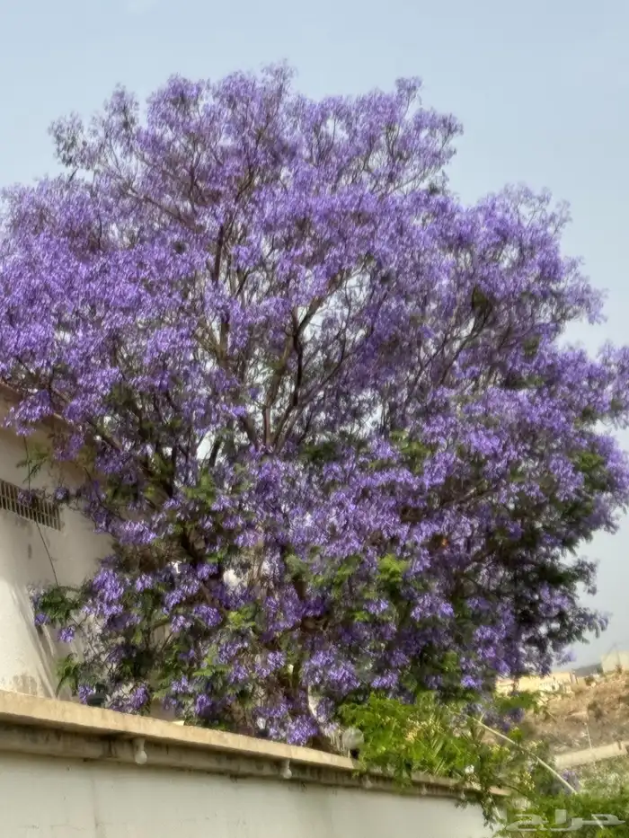 منتجع للايجار 47