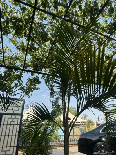 منتجع للايجار 27