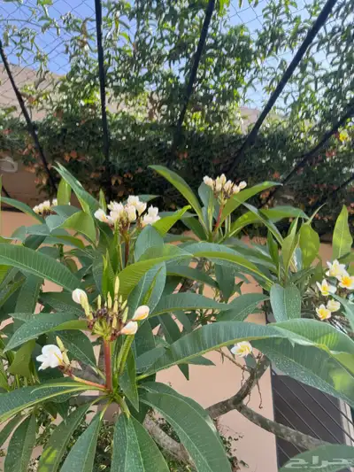 منتجع للايجار 34