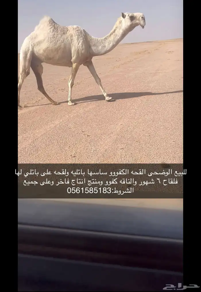 للبيع القحات الكفووو 0