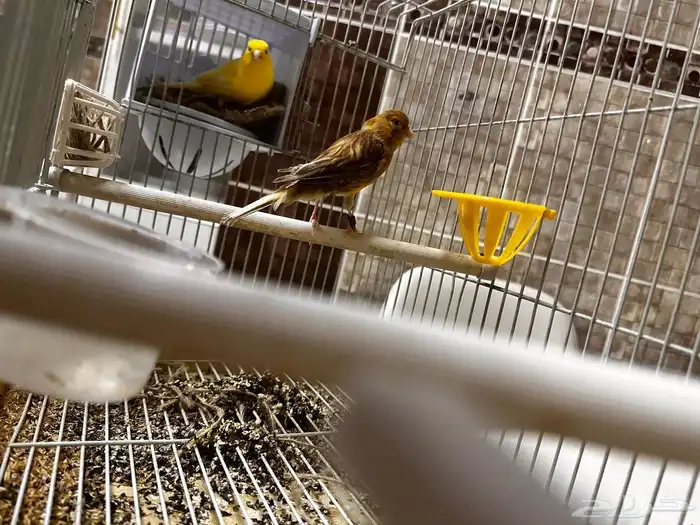 جوز كناري منتج 2