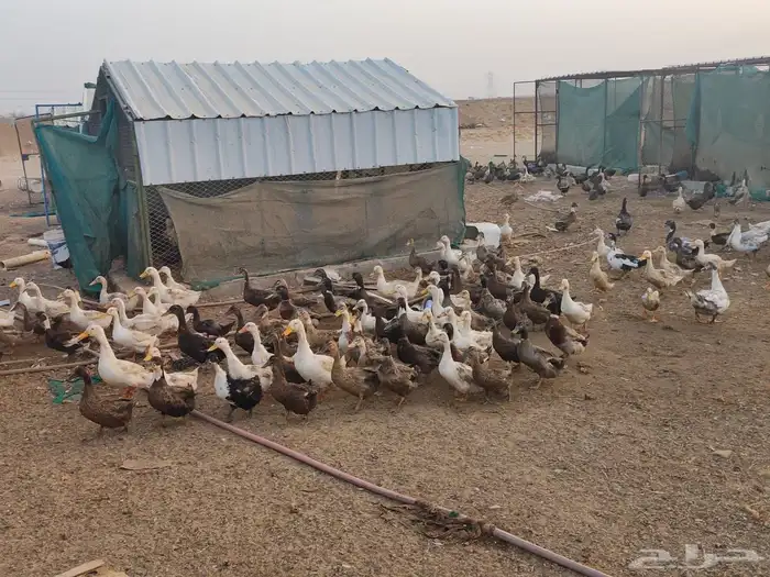 بط بري 13