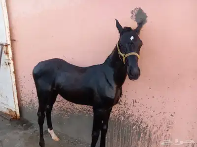 للبيع مهر شعبي 0