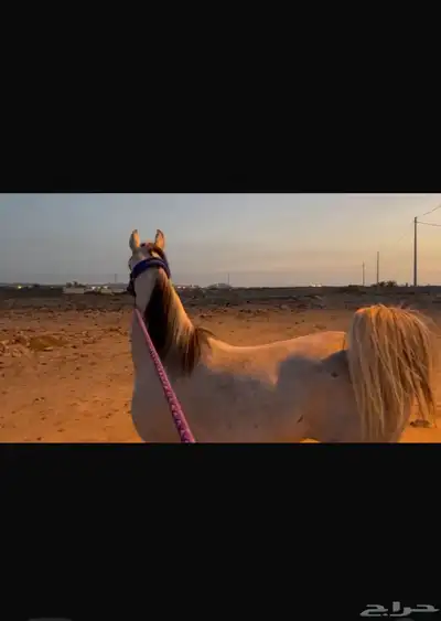 فرس شعبية من فواخر الشعبيات(تم البيع) 0
