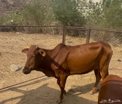 بقره دافع 1
