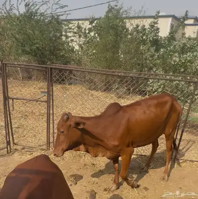 بقره دافع 0