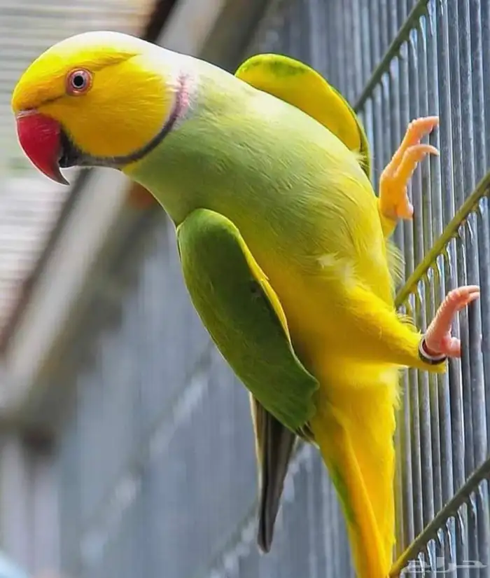 فرخ درة هولندي 3