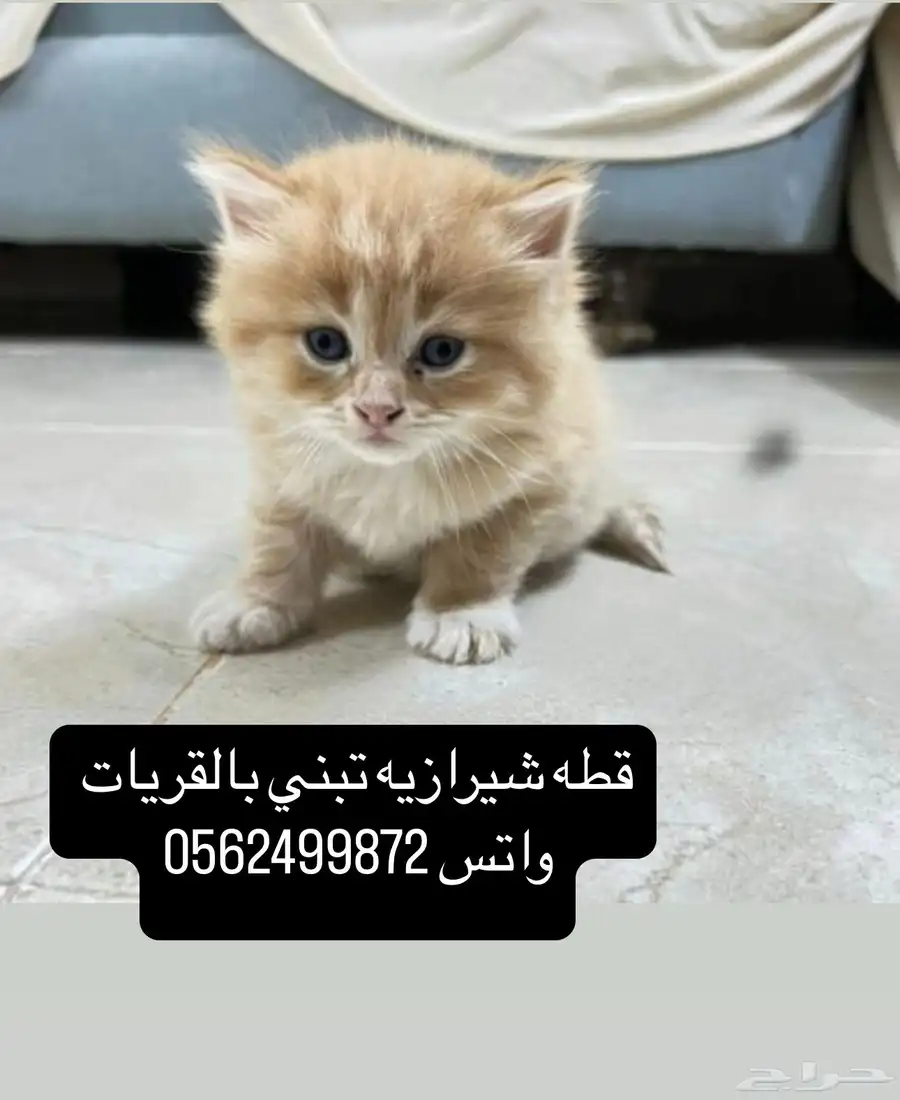 قطه شيرازيه تبني الموقع القريات 0