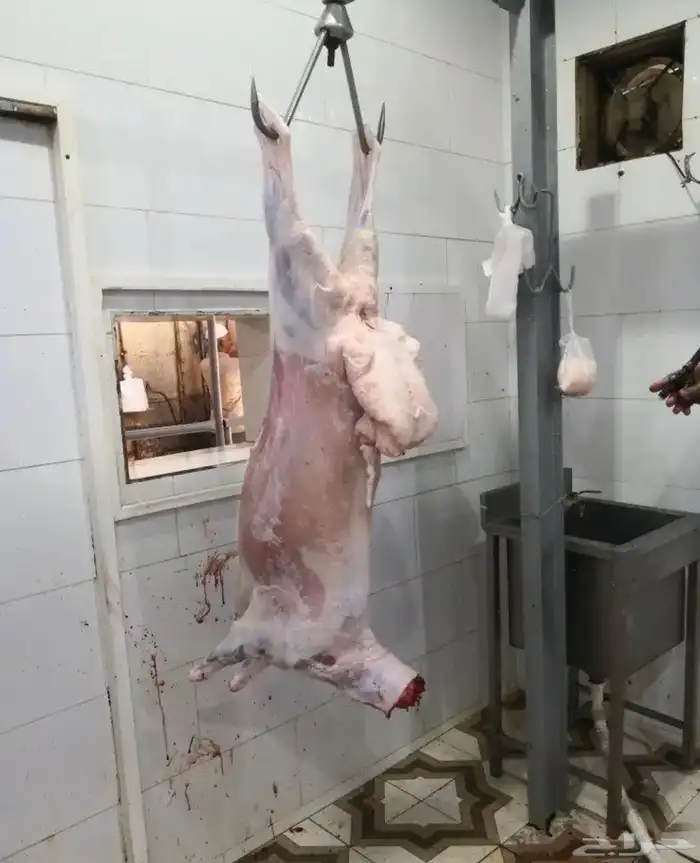 ذبايح طليان حري 6شهور اتصل وازهلها 2