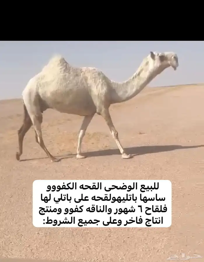 للبيع القحات الوضح والشعلا مزاين 0