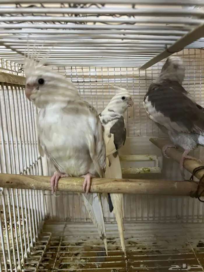 طيور كروان هولندي 1